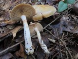 Cortinarius delibutus image