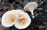 Clitocybe gibba image