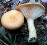 Lactarius croceus image