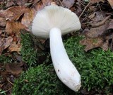 Russula redolens image