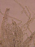 Xenasmatella vaga image