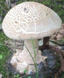 Amanita daucipes image