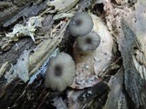 Entoloma caesiocinctum image