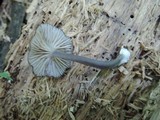 Entoloma caesiocinctum image