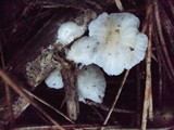 Hemimycena candida image