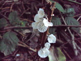 Hemimycena candida image