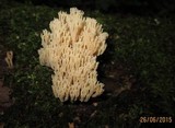 Ramaria eumorpha image
