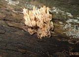 Ramaria eumorpha image