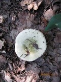 Russula aeruginea image
