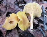 Cantharellus appalachiensis image