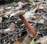 Austroboletus gracilis image