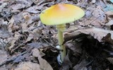 Amanita banningiana image