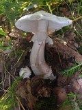 Amanita brunnescens image