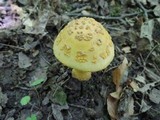 Amanita flavorubens image