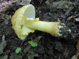 Amanita flavorubens image