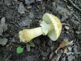 Amanita flavorubens image