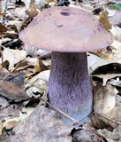 Tylopilus plumbeoviolaceus image