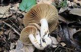 Lactarius marylandicus image