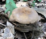 Lactarius marylandicus image
