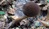 Boletellus chrysenteroides image