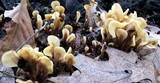 Spathulariopsis velutipes image