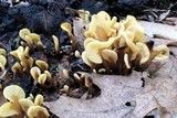 Spathulariopsis velutipes image