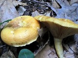 Lactarius croceus image
