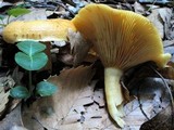 Lactarius croceus image