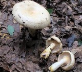 Lactarius maculatipes image