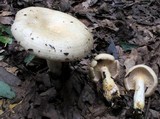 Lactarius maculatipes image