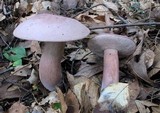 Tylopilus violatinctus image