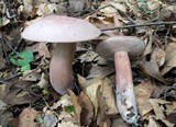 Tylopilus violatinctus image