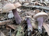 Tylopilus plumbeoviolaceus image