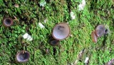 Humaria hemisphaerica image