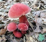 Baorangia bicolor image