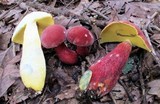Baorangia bicolor image