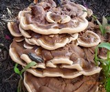 Ganoderma sessile image