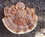 Ganoderma sessile image