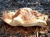 Ganoderma sessile image