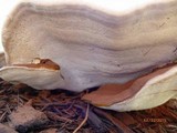 Ganoderma sessile image