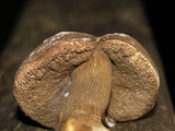 Tylopilus porphyrosporus image