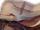 Ganoderma sessile image