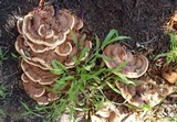 Ganoderma sessile image