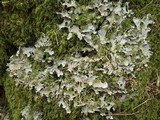Peltigera canina image