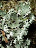 Polyblastidium japonicum image