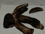 Tylopilus porphyrosporus image