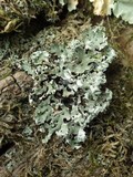 Polyblastidium japonicum image