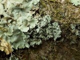Polyblastidium japonicum image
