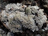 Pannaria rubiginosa image