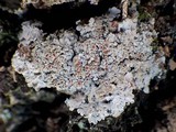 Pannaria rubiginosa image